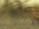 Een larve van de grote keizerlibel draait in beeld