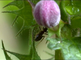 Een mier klimt uit de bloem van de dove netel