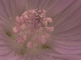Bloemen van muskuskaasjeskruid in close-up