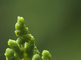 Verse, groene sporendoosjes op fertiel blad van koningsvaren