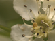 Bloemen van de meidoorn in close-up