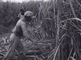 News from the West: sugercane cultivation in Suriname