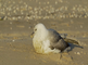 Noordse stormvogel met olie op strand