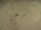Dwerginktvis verscholen in het zand en onrustig rond zwemmend