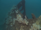 Dodemansduimen op wrak, de enige koraalsoort in Nederland