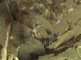 Harnasmannetjes liggen op de zandbodem van de zee