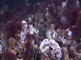 Europese zeekreeft scharrelend naar voedsel tussen oesters en reefballs